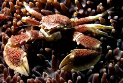 Babusanta, Talikud Island, Davao City by Bernard Maglana 
